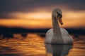 White graceful swan swimming at night water at golden sunset