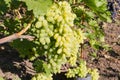 White grape bunch on grapevine on vineyard in sunny morning