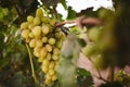 White grape bunch hanging on the branch