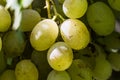 White grape bunch from my garden Royalty Free Stock Photo