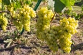 White grape bunches on grapevine on vineyard in sunny day