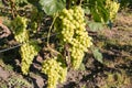 White grape bunches on grapevine on vineyard in sunny morning