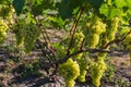 White grape bunches on grapevine on vineyard in sunny morning