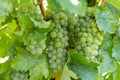 White grape on bunches with green leaves in vineyard on sunny summer day. Winery and grapevine. Grape growing and wine Royalty Free Stock Photo