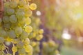 White grape closeup in a vineyard during autumn