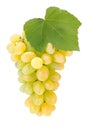 White grape cluster with leaf Royalty Free Stock Photo