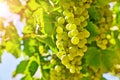 White Grape cluster at vineyard Royalty Free Stock Photo