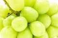 White grape fresh fruit