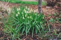 White grape hyacinth (muscari) in early spring garden. Great easy to grow first spring flowering bulbs.