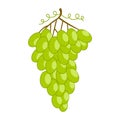 White grape isolated. Fresh fruit, organic food icon on white background. Vector bunch wine grapes in flat style Royalty Free Stock Photo