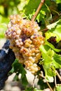 white grape, Languedoc-Roussillon, France Royalty Free Stock Photo