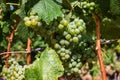 White grape leaves, clusters, growing vine grapes, vineyard Royalty Free Stock Photo