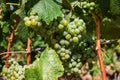 White grape leaves, clusters, growing vine grapes, vineyard