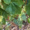 White grape leaves, clusters, growing vine grapes, vineyard Royalty Free Stock Photo