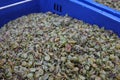 White grape pomace after crushing grapes for wine making