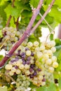White grape in Sauternes Royalty Free Stock Photo