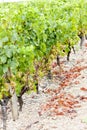 White grape in Sauternes Royalty Free Stock Photo
