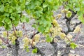 White grape in Sauternes