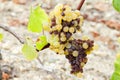 white grape in Sauternes Region, Aquitaine, France