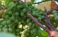 White grape tree Royalty Free Stock Photo