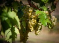 White grape variety on the Moselle Vineyards Royalty Free Stock Photo