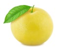 White grapefruit isolated on a white background Royalty Free Stock Photo