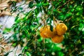 White Grapefruit in a tree