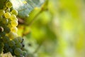 White grapes Royalty Free Stock Photo