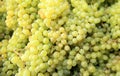 White Grapes