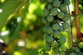 White grapes Royalty Free Stock Photo