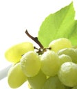 White grapes Royalty Free Stock Photo