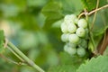 White grapes background Royalty Free Stock Photo