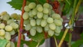 White grapes Bolgar Royalty Free Stock Photo
