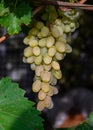 White grapes Bolgar variety Royalty Free Stock Photo