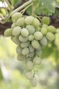 White Grapes Royalty Free Stock Photo