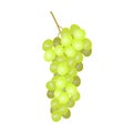 White grapes.