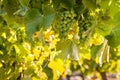 White grapes bunches ripening on vine in vineyard Royalty Free Stock Photo