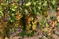 White grapes, bunches before vintage in early autumn.