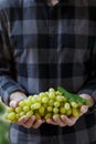 White grapes in farmer`s hands Royalty Free Stock Photo