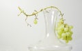 White grapes and glass for decantation, wine,drink autumn concept, white background, free copy space