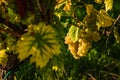 White grapes growing on vine in bright sunshine light