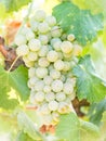 White grapes growing in a vineyard in Alentejo region, Portugal Royalty Free Stock Photo