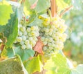 White grapes growing in a vineyard in Alentejo region, Portugal Royalty Free Stock Photo