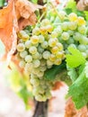 White grapes growing in a vineyard in Alentejo region, Portugal Royalty Free Stock Photo