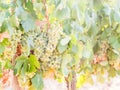 White grapes growing in a vineyard in Alentejo region, Portugal Royalty Free Stock Photo