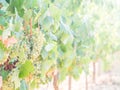 White grapes growing in a vineyard in Alentejo region, Portugal Royalty Free Stock Photo