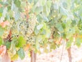 White grapes growing in a vineyard in Alentejo region, Portugal Royalty Free Stock Photo