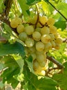 White grapes hanging from lush green vine with leaves background Royalty Free Stock Photo