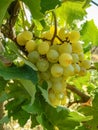 White grapes hanging from lush green vine with leaves background Royalty Free Stock Photo