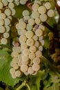 White grapes hanging from vine-arbour Royalty Free Stock Photo